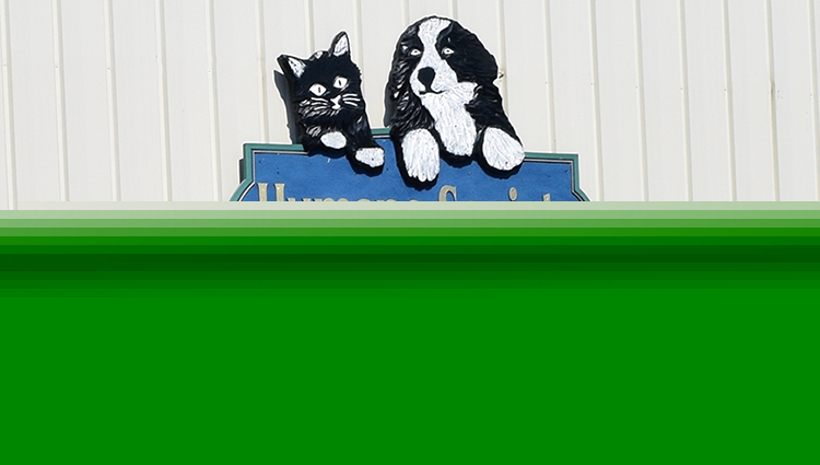 If you're interested in adopting a shelter dog, check out our tips. - SahmReviews.com